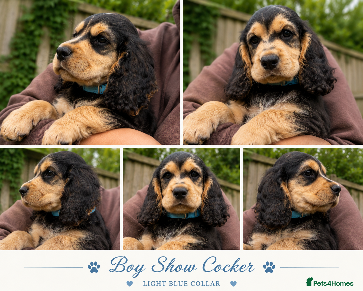 Cocker Spaniel dogs Only 3 boys left  - Advert 1
