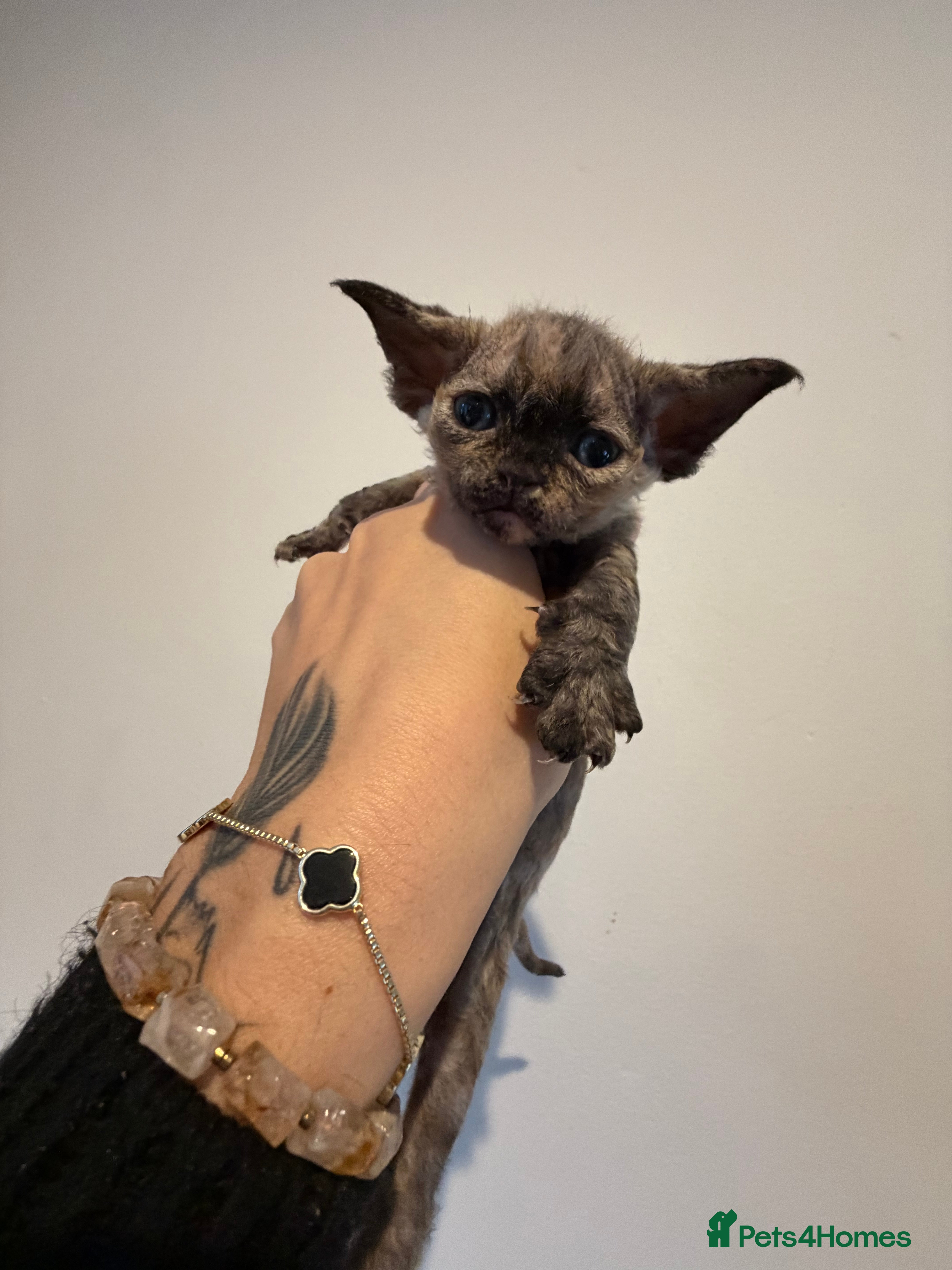 Devon Rex cats 🐾Adorable Devon Rex Kittens 🐾🌸 - Advert 2