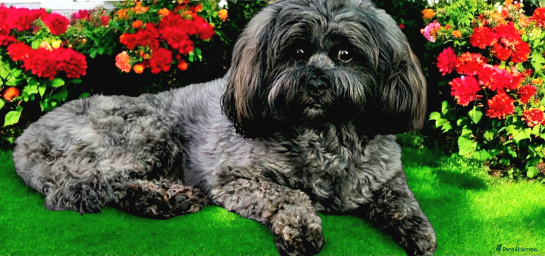 Shihpoo dogs for sale: Shipoo, shitzu cross breed for sale - Image 4