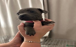 Staffordshire Bull Terrier dogs for sale: Stunning pure blue staffies - Image 23