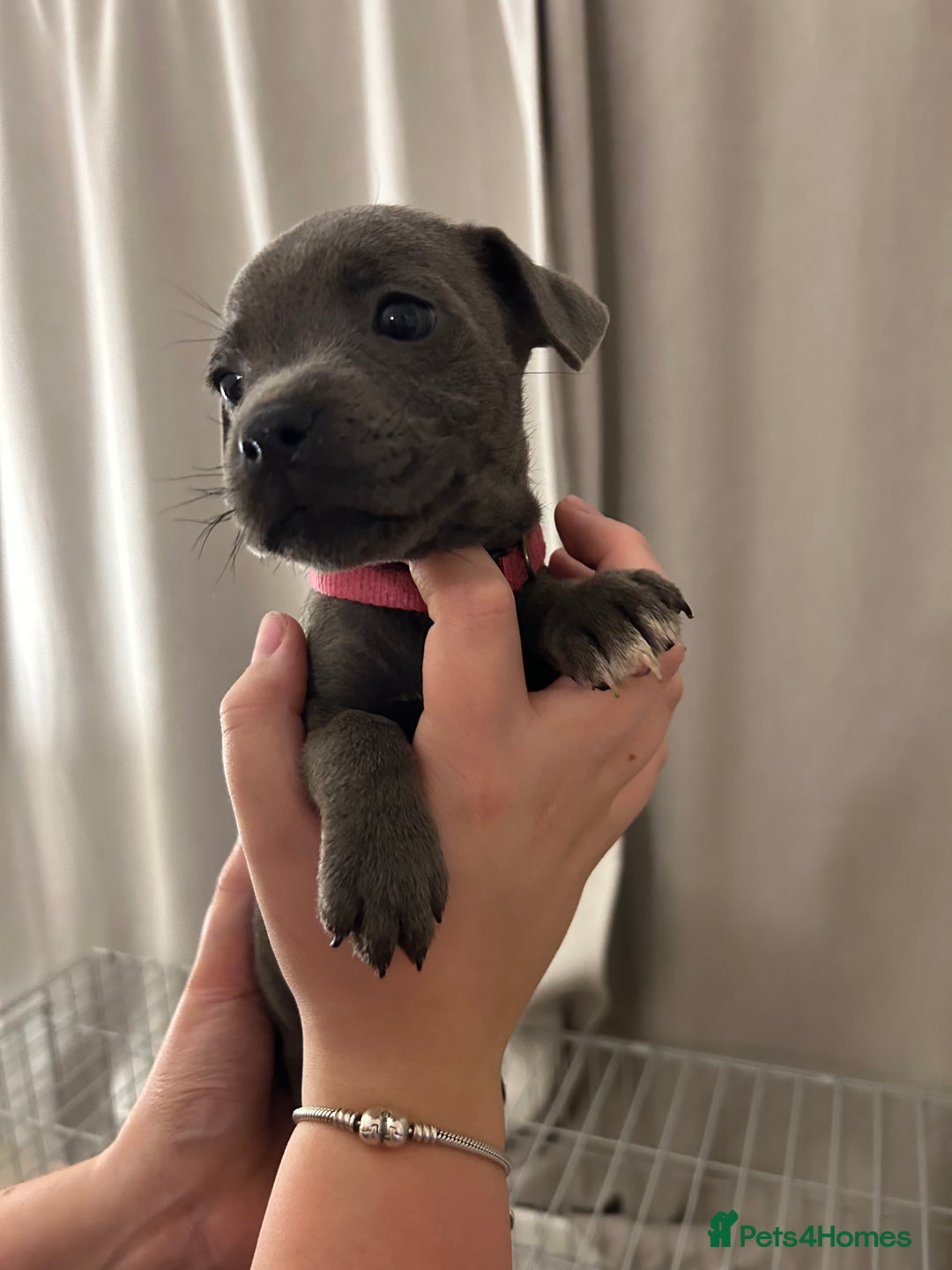 Staffordshire Bull Terrier dogs for sale: Stunning pure blue staffies - Image 23