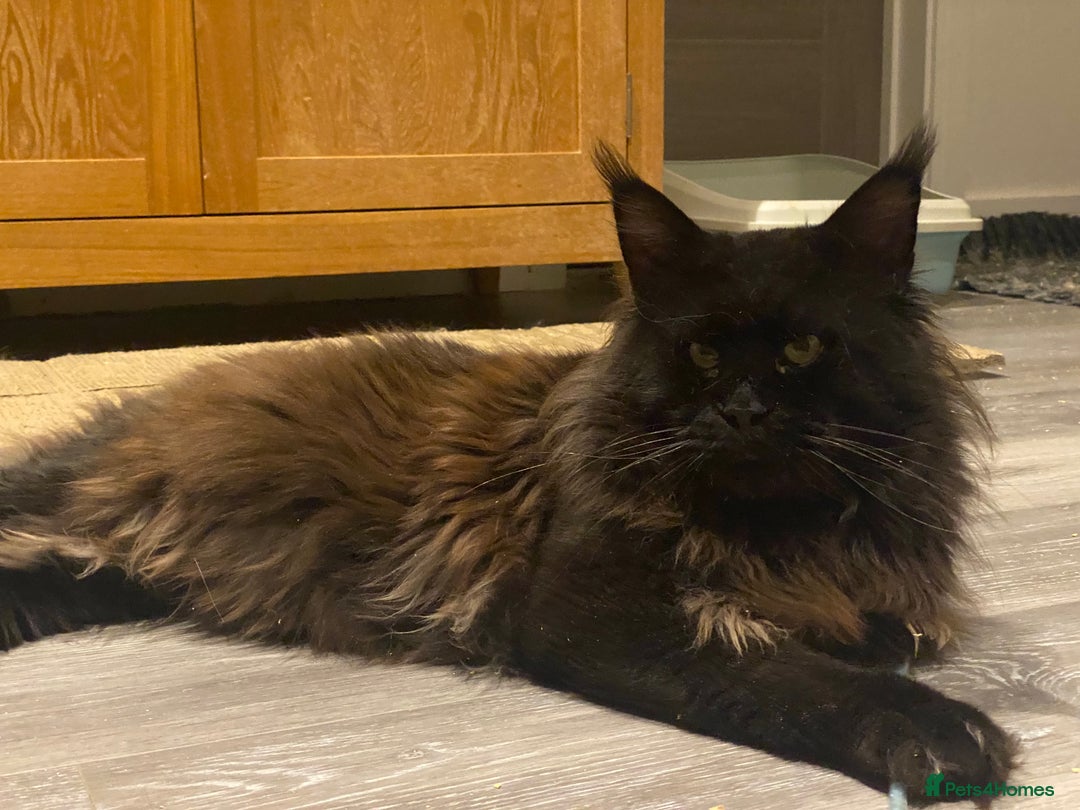 Maine Coon cats for sale: Attention please  - Image 10