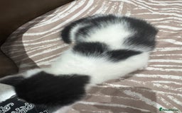 British Shorthair cats for sale: British Shorthair Kittens – Black & White & Beige - Image 18