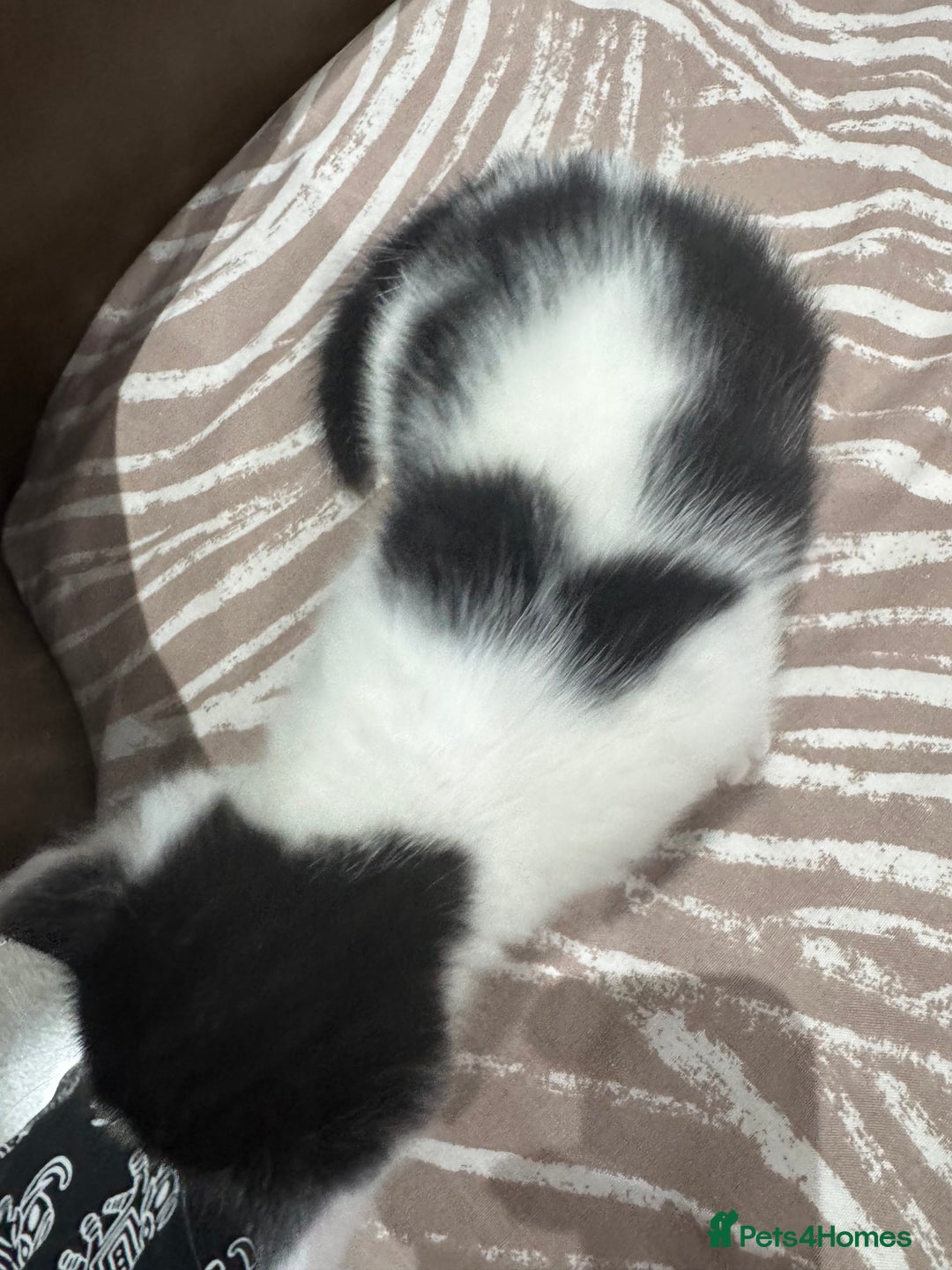 British Shorthair cats for sale: British Shorthair Kittens – Black & White & Beige - Image 18