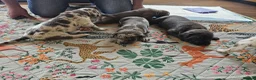 Mixed Breed dogs for sale: Cane Corso x Performance Mastiff   - Advert 5