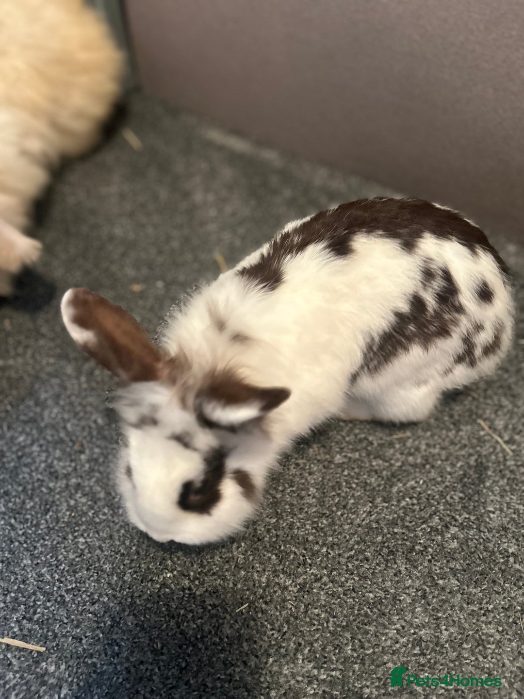 Lionhead rabbits for sale: Bonded bunnies - Advert 2