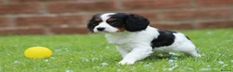Cavapoo dogs for sale: Beautiful Cavapoo puppies for sale - Advert 36