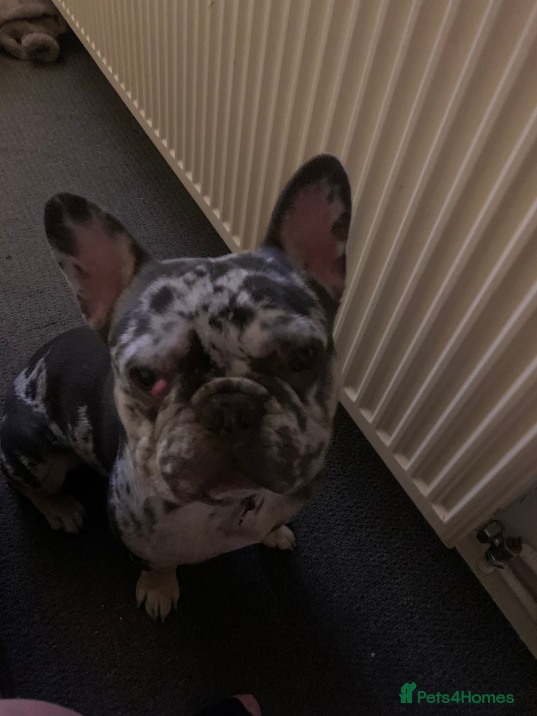 French Bulldog dogs for stud: Rokko French bulldog  - Advert 4