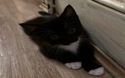 American Shorthair cats for sale: 4 KITTENS FOR SALE WEST LONDON  - Image 4