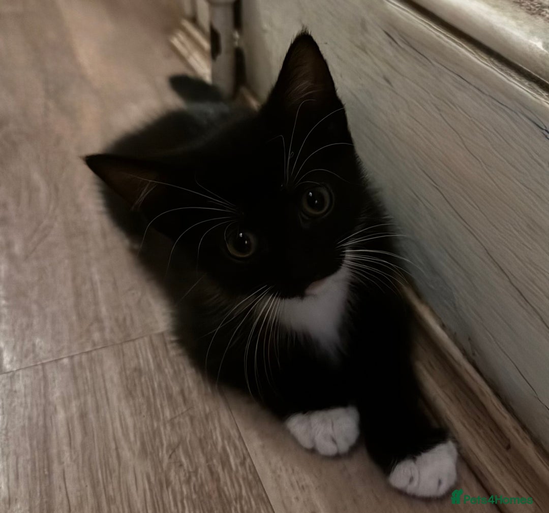 American Shorthair cats for sale: 4 KITTENS FOR SALE WEST LONDON  - Image 4