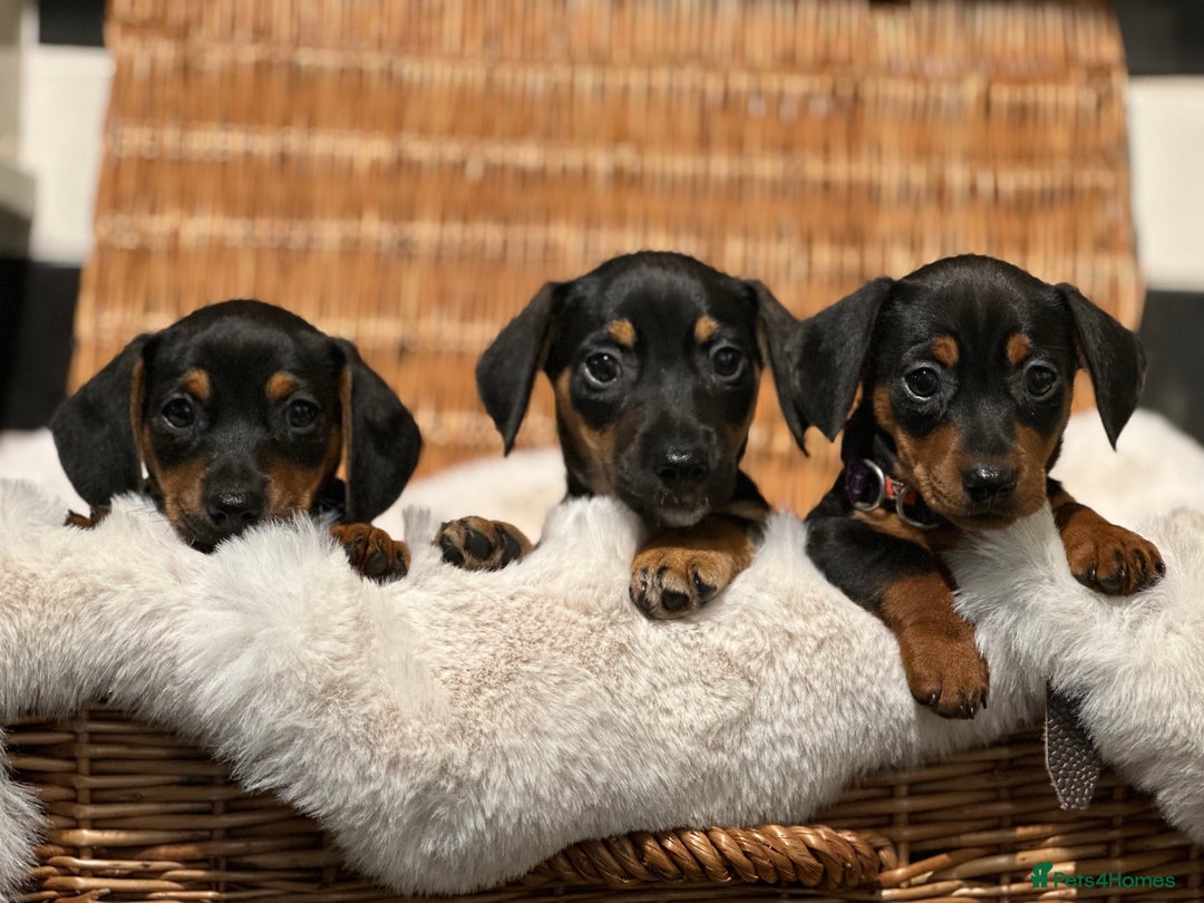 Mixed Breed dogs for sale: Stunning daxijacks ready now  - Image 11