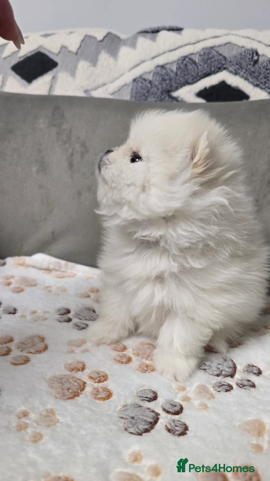 Pomeranian dogs for sale: Stunning teddy faces puppys - Advert 1
