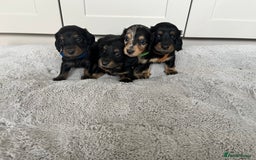 Dachshund dogs for sale: STANDARD LONGHAIR DACHSHUNDS - Image 5