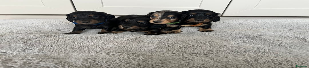 Black and Tan Dachshund Puppy 5