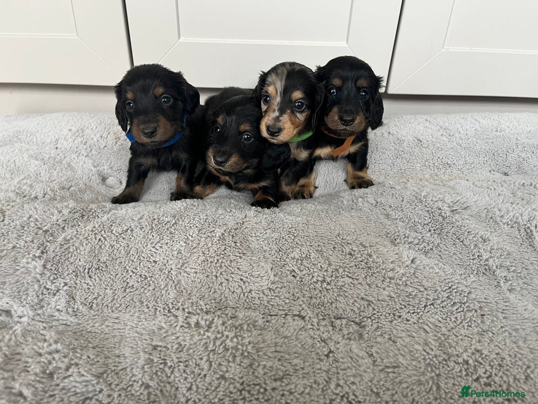 Dachshund dogs for sale: STANDARD LONGHAIR DACHSHUNDS - Image 5