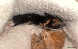 Mixed Breed cats for sale: Kitten’s for sale - Image 8