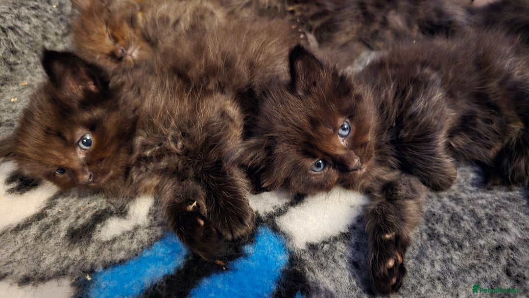 Maine Coon cats for sale: Stunning Maine Coon X  - Image 15