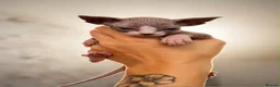 Sphynx cats for sale: Canadian sphynx kittens  - Advert 33