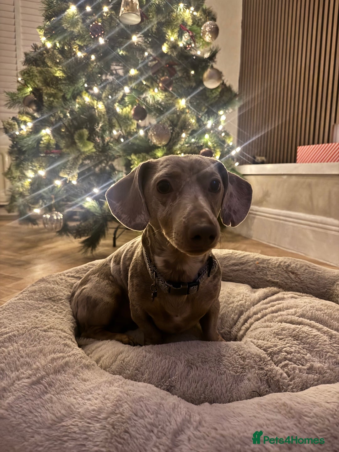 Dachshund dogs for sale: Miniature dapple dachshunds 5 puppies  - Advert 16