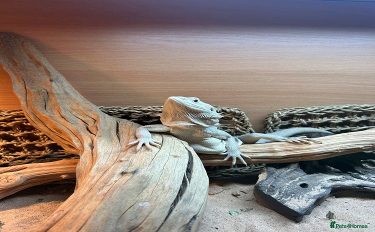Bearded Dragon reptiles - Advert 1