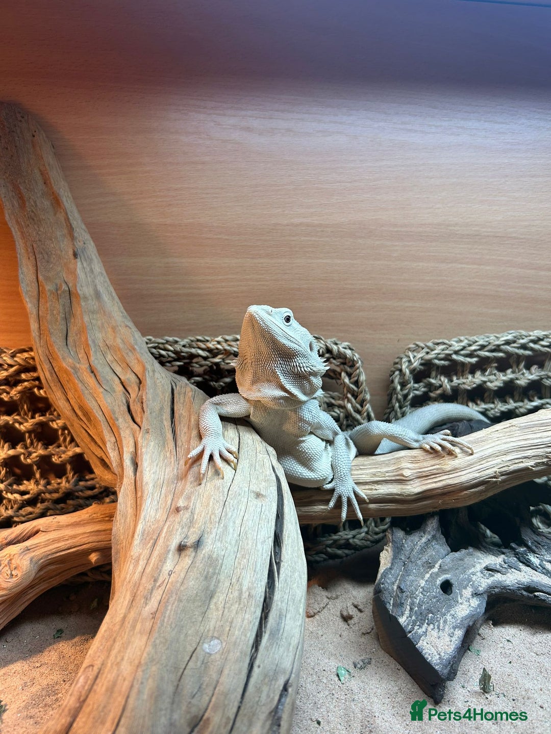 Bearded Dragon reptiles for sale: Bearded dragon  - Image 1