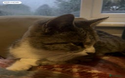 Domestic Shorthair cats for sale: 2 beautiful male kittens - Image 10