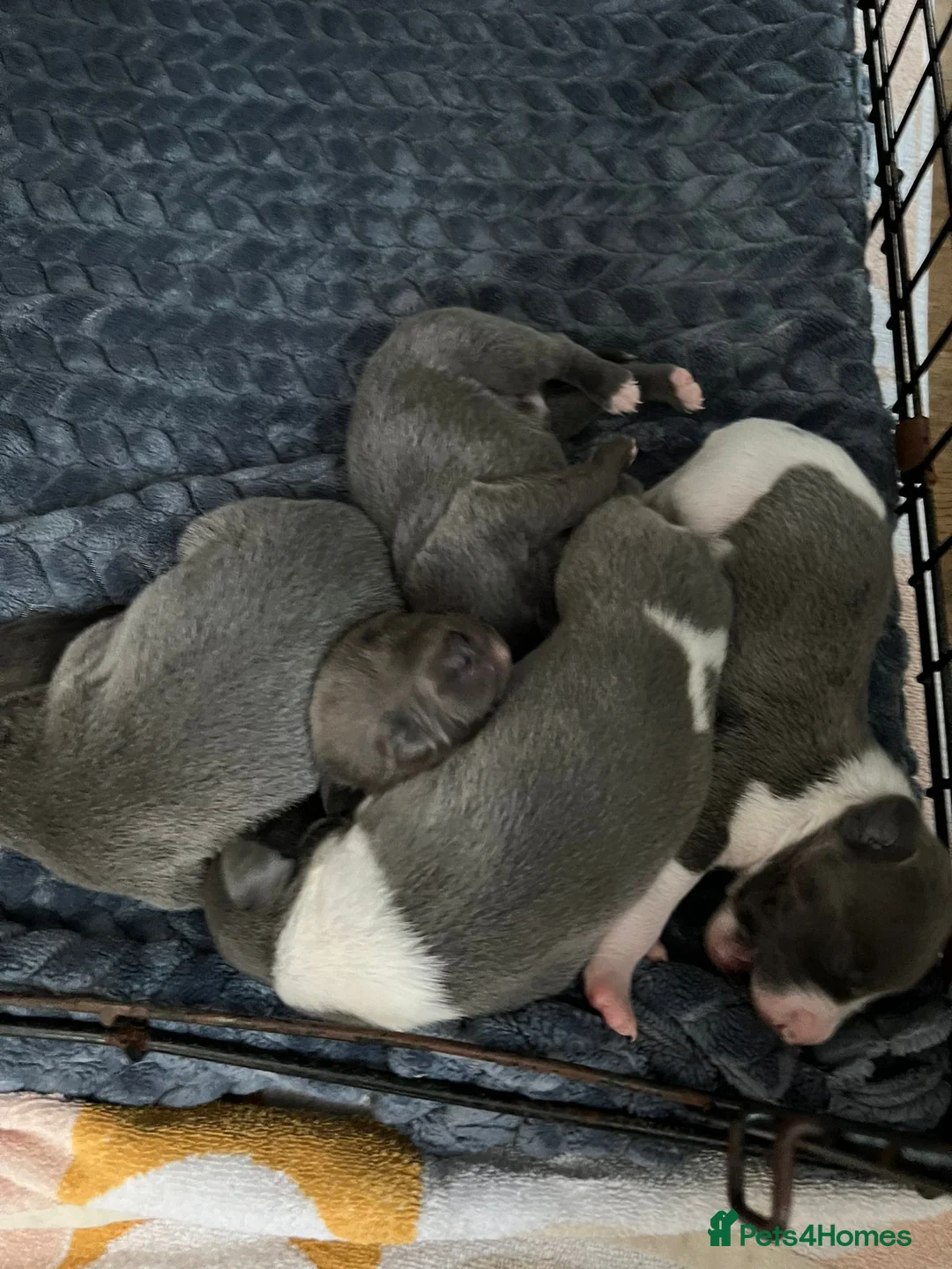 Whippet dogs for stud: Small 19",heart test clear,Full Blue Kc reg stud in Bishop Auckland - Advert 30