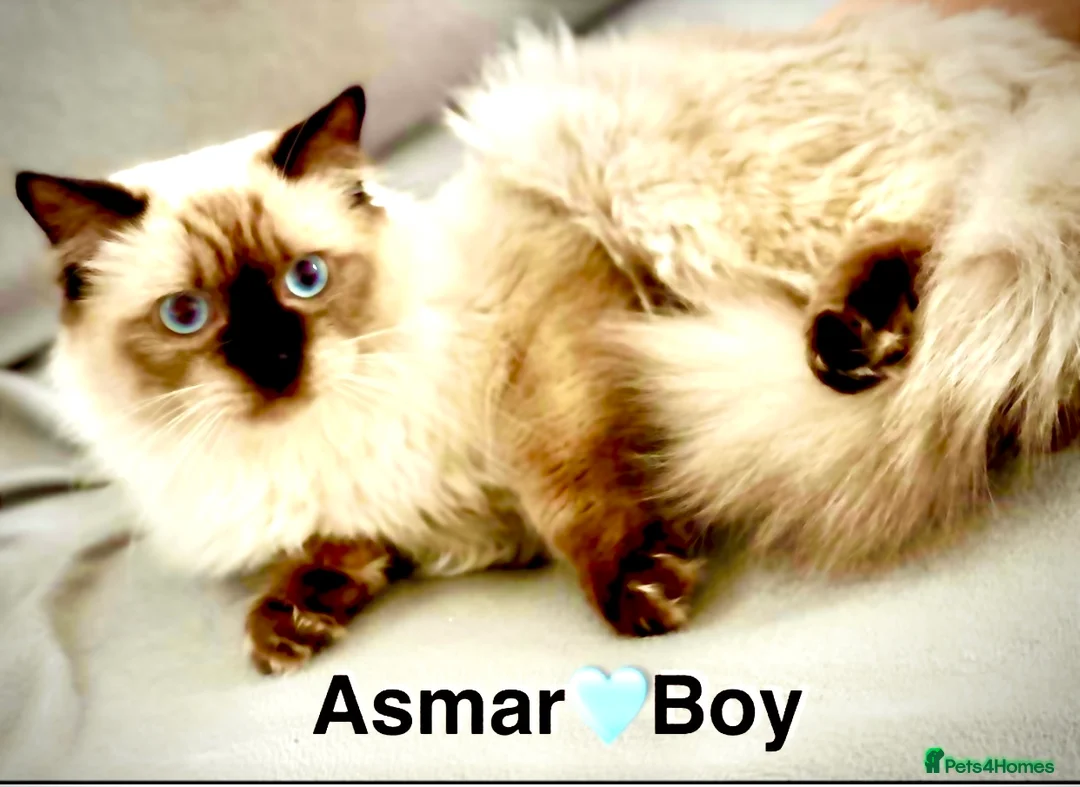 Ragdoll cats for sale: Lovely Ragdoll looking for lovely family - Advert 25