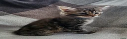 Siberian cats for sale: Traditional pure Siberian kittens, TICA reg - Advert 9