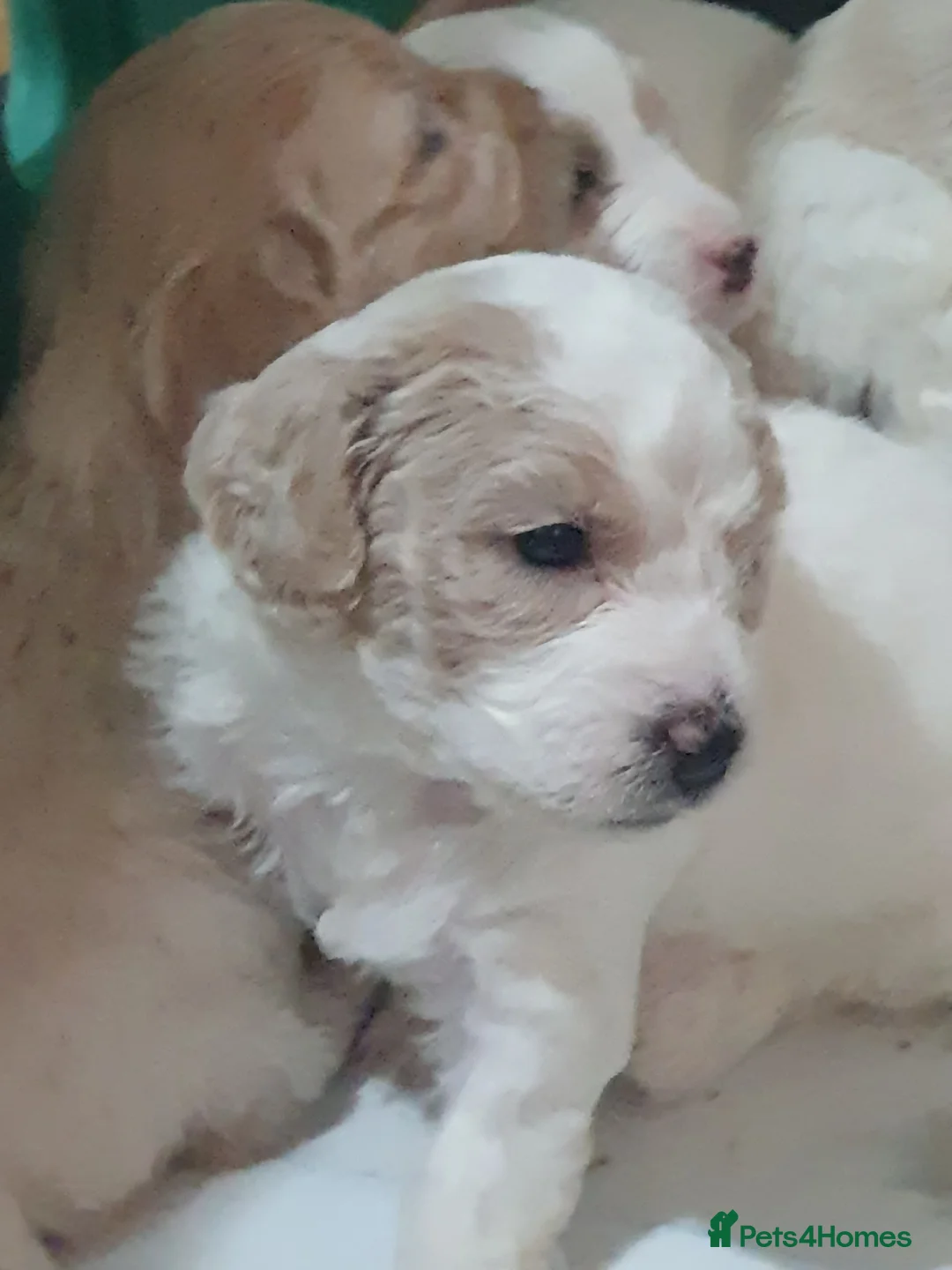 Mixed Breed dogs for sale: Beautiful little of cavapoochon puppies - Advert 20