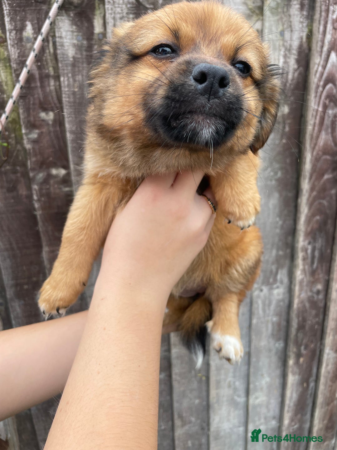 Mixed Breed dogs for sale: Jack Russell cross Pomeranian puppys  - Image 6