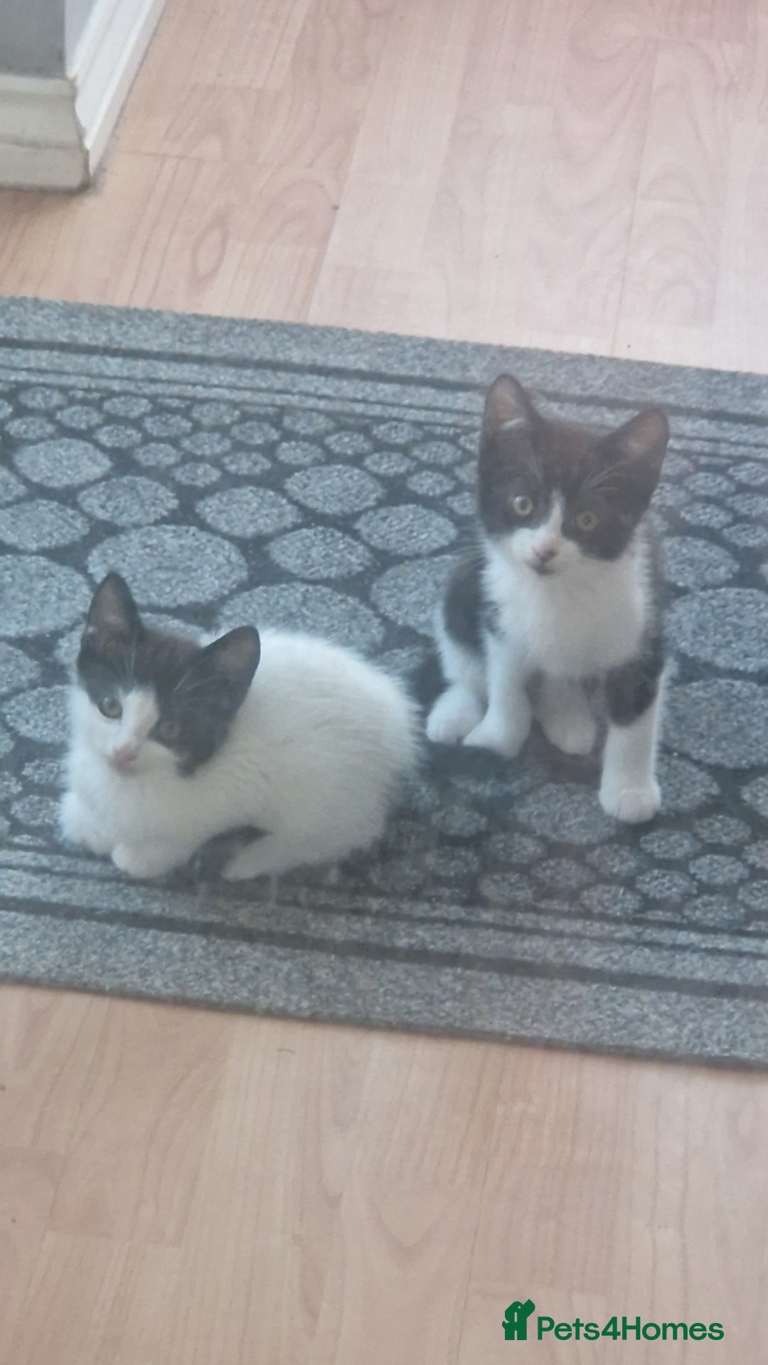Mixed Breed cats for sale: Kittens ×5 - Image 1