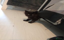 Mixed Breed cats for sale: Kittens ready now  - Image 6