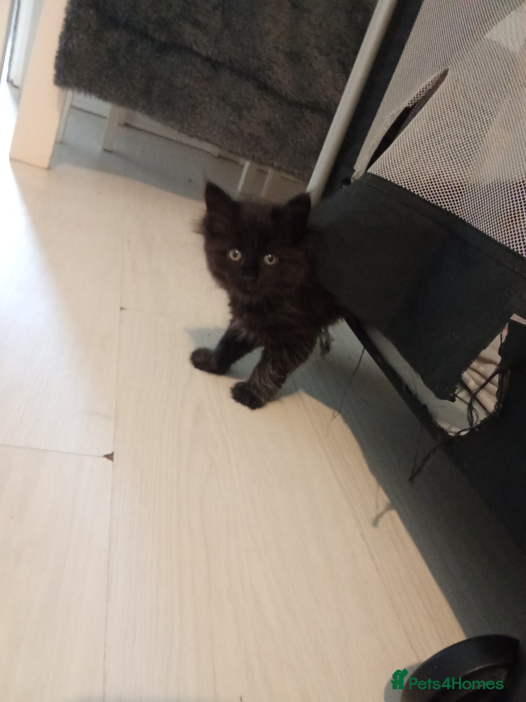 Mixed Breed cats for sale: Kittens ready now  - Image 6