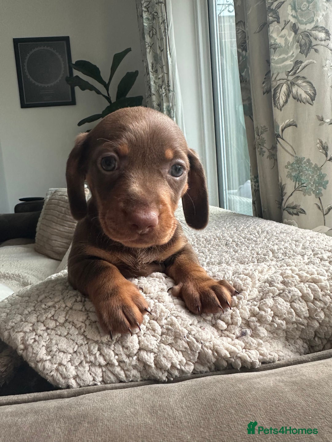 Dachshund dogs for sale: 4 Daschund Puppies Chocolate tan & Isabella - Image 3
