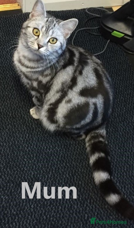 Scottish Fold cats for sale: 6 Pedigree Scottish Fold and Straight Kittens - Advert 2