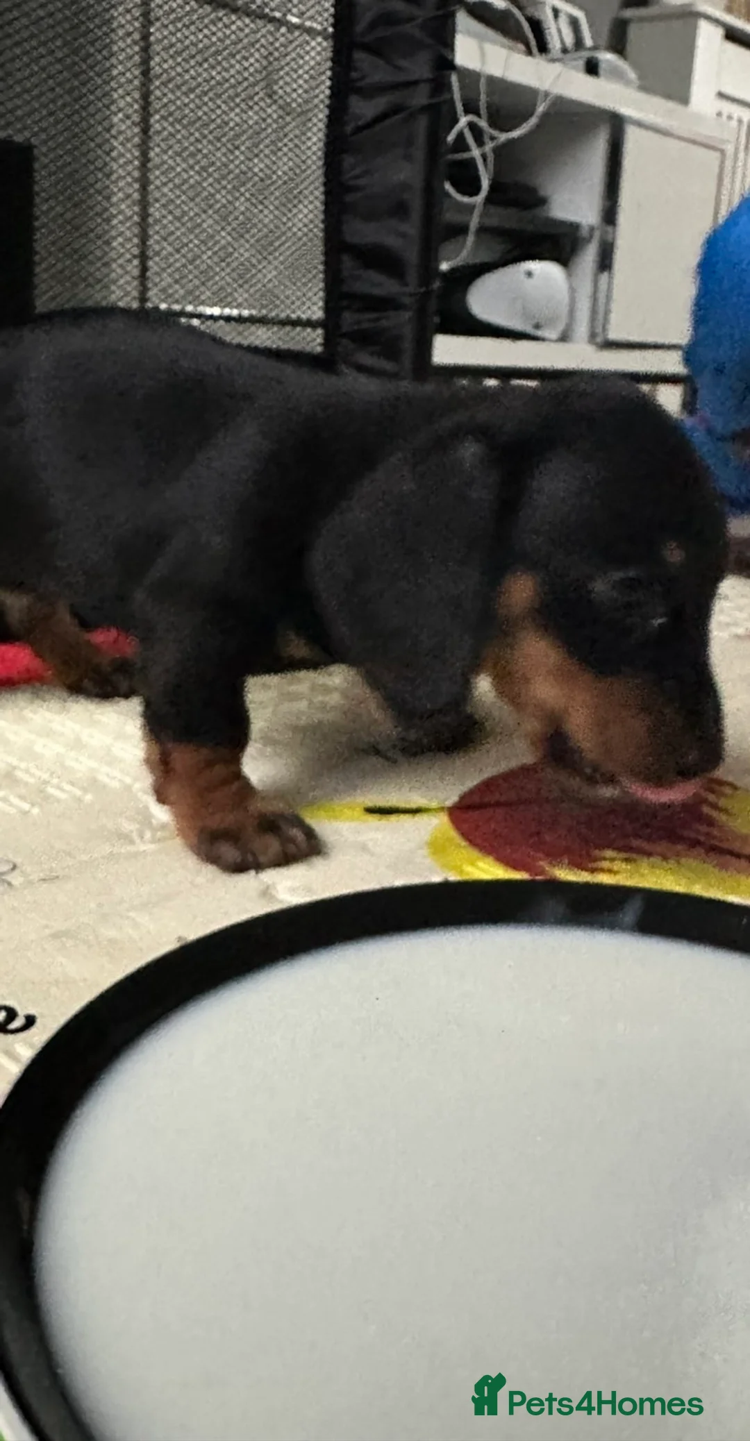 Miniature Dachshund dogs for sale: Smooth-haired miniature Daschunds  - Advert 4