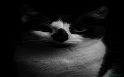 British Shorthair cats for sale: Kittens for loving homes in Welwyn Garden City - Image 8