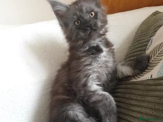 Maine Coon cats Maine coon kittens - Advert 4