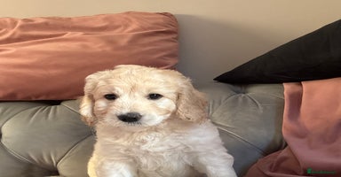 Mini Goldendoodle dogs - Advert 16