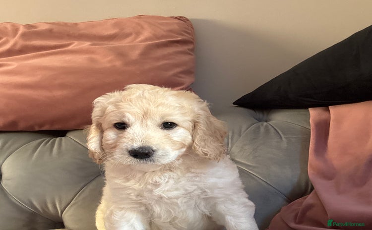 Mini Goldendoodle dogs - Advert 1
