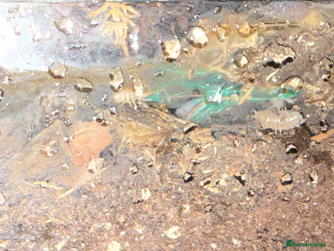 Gecko reptiles for sale: Gargoyle Gecko Full Bioactive Setup - Image 6