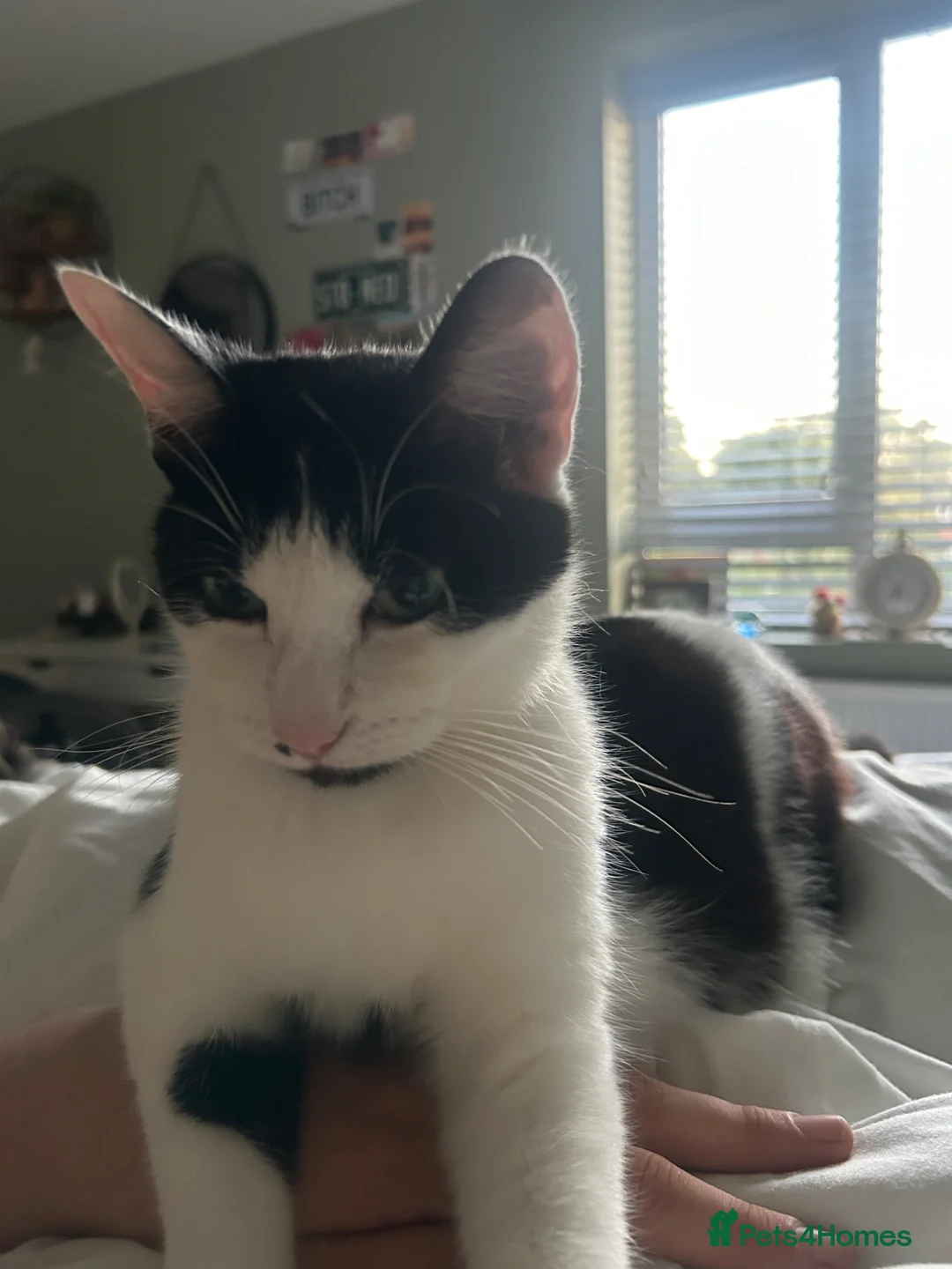 Mixed Breed cats for sale: One girl kitten ready to go! - Advert 5