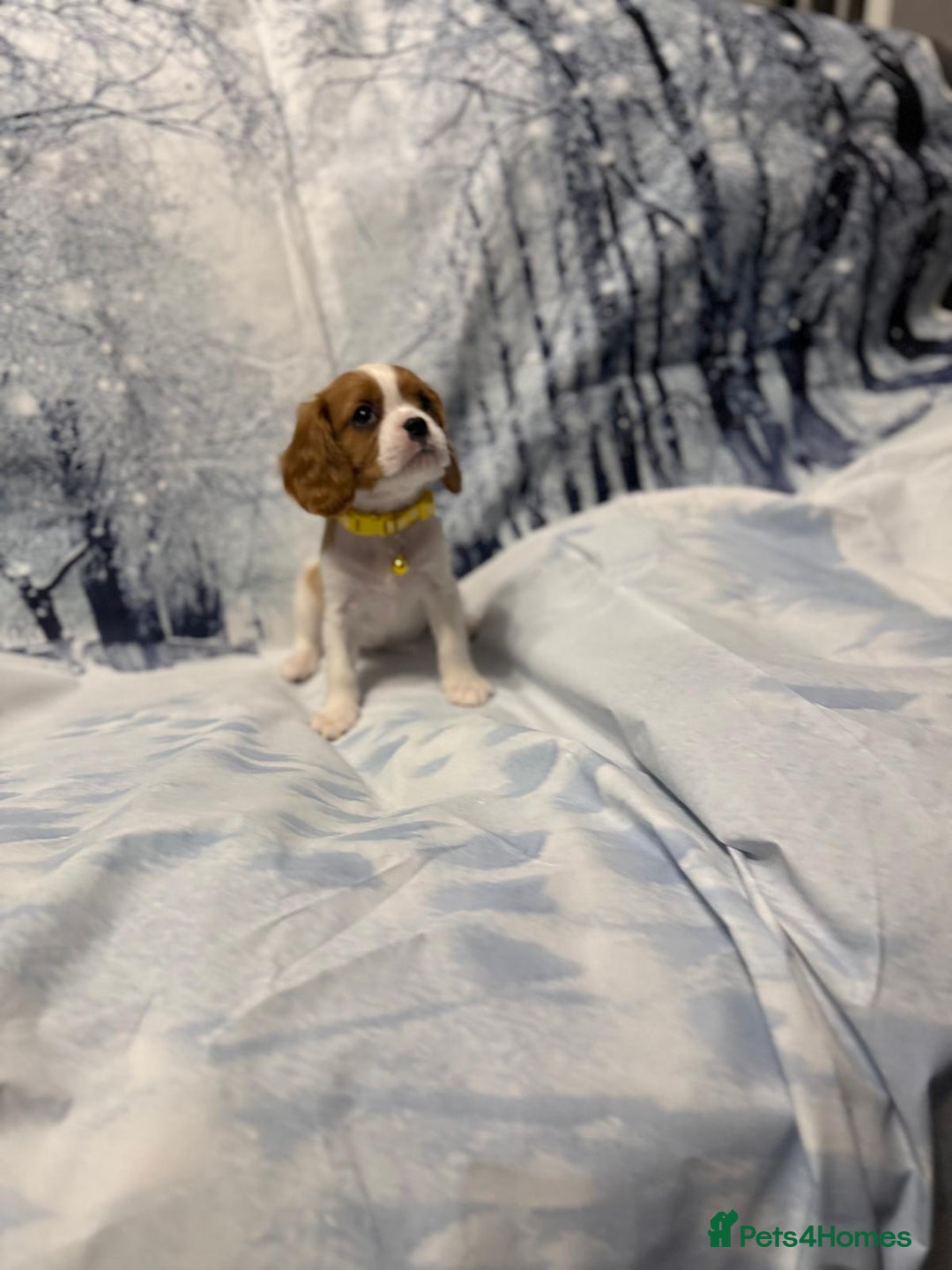 Cavalier King Charles Spaniel dogs for sale: Cavalier king charles puppies  - Advert 4