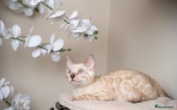 Bengal cats for sale: Frankie-Stunning Snow Bengal-TICA-Available now! - Image 18