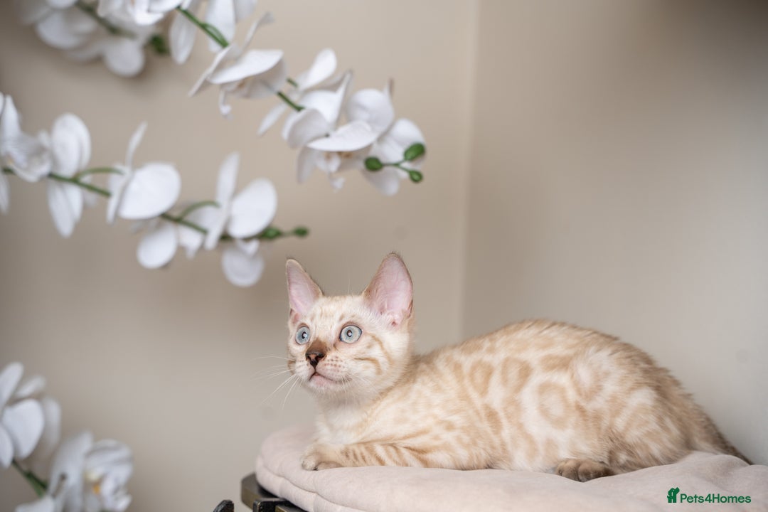 Bengal cats for sale: Frankie-Stunning Snow Bengal-TICA-Available now! - Image 18