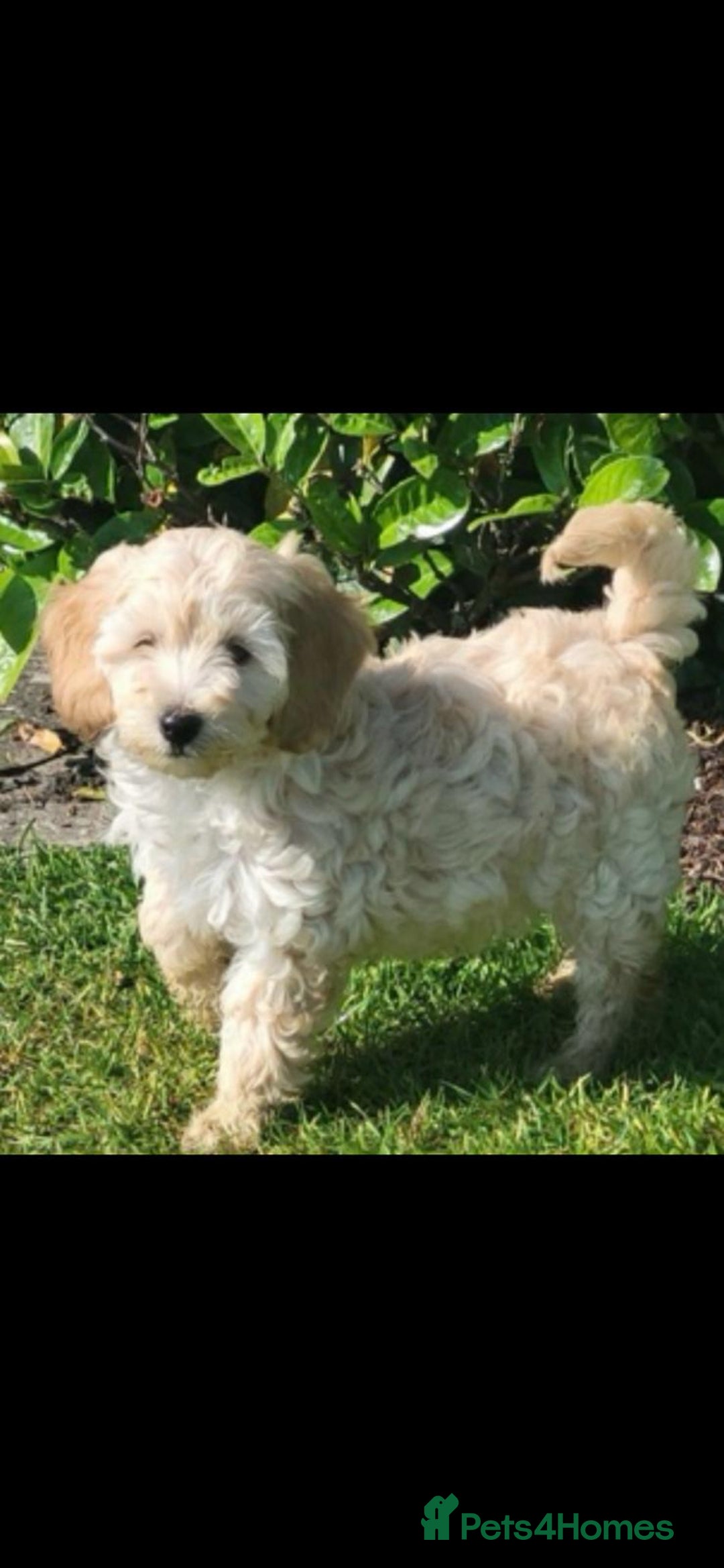 Cockapoo dogs for sale: Cockapoo puppies  - Advert 4