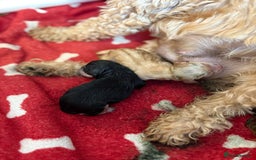 Cockapoo dogs for stud: Silver Phantom Parti Cockapoo for Stud - Advert 12