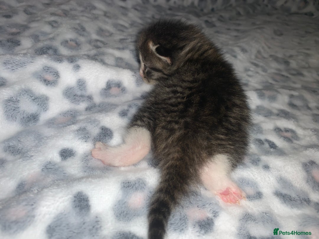 Mixed Breed cats for sale: Bright tabby’s and black kittens  - Advert 11
