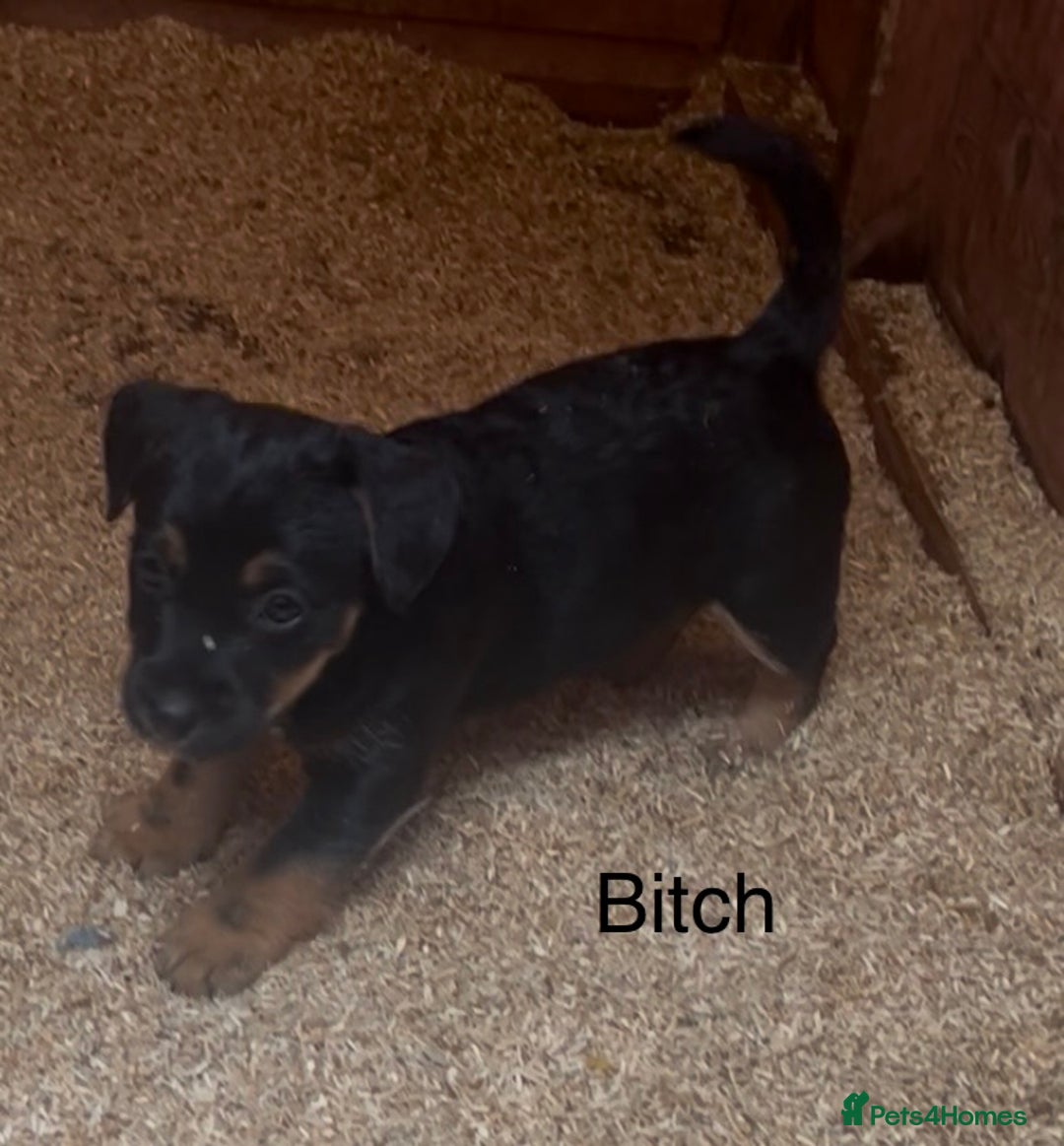Mixed Breed dogs for sale: Patterdale x Boarder Lakeland Terrier puppies - Advert 4